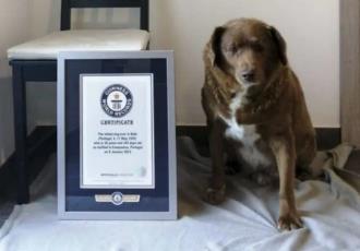Bobi el perro más longevo de la historia, ha vivido 30 años y 267 días