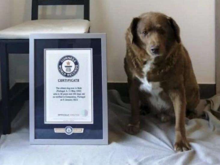 Bobi el perro más longevo de la historia, ha vivido 30 años y 267 días Bobi el perro más longevo de la historia, ha vivido 30 años y 267 días