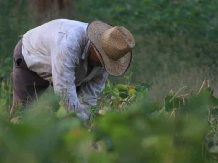 Necesario retomar actividad agrícola Necesario retomar actividad agrícola