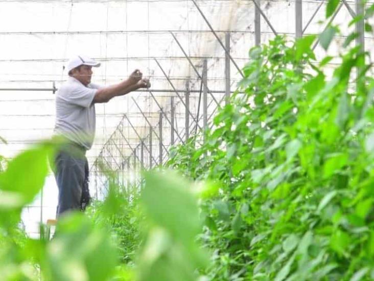 Casi el 90% de productores son mayores de 40 años Casi el 90% de productores son mayores de 40 años