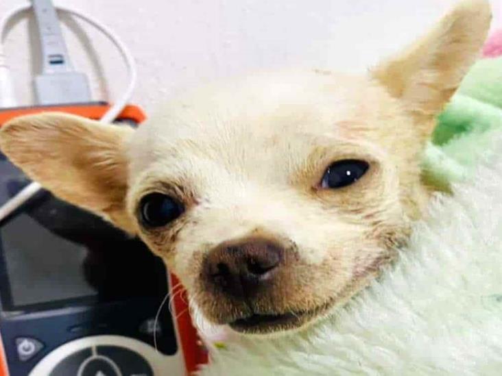 Conoce a Pincky, el perrito chihuahua que defendió su casa y fue atacado por un ladrón Conoce a Pincky, el perrito chihuahua que defendió su casa y fue atacado por un ladrón