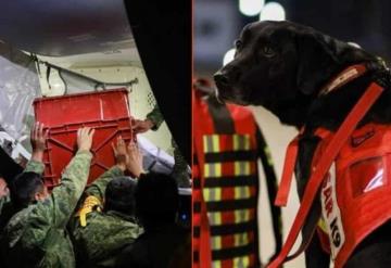 Perros de rescate de México se desplazan a Turquía en busca de víctimas del terremoto