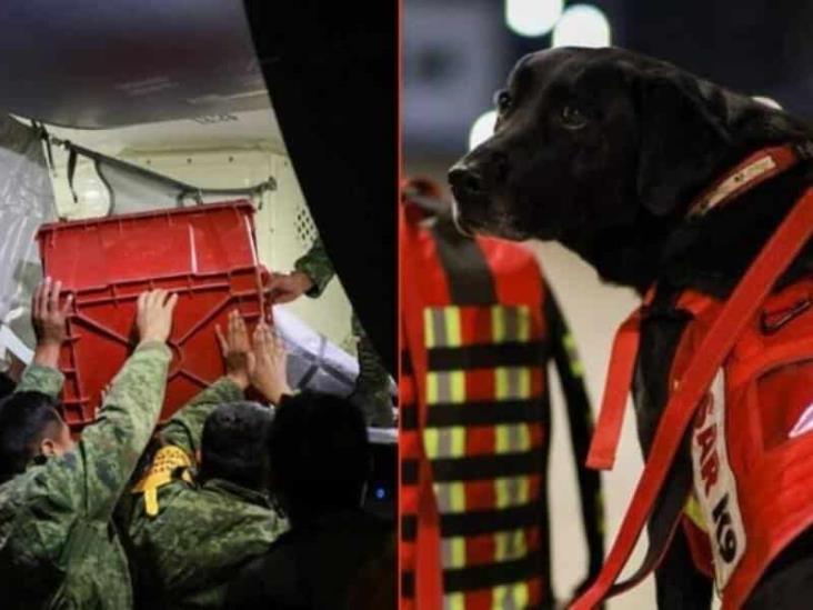 Perros de rescate de México se desplazan a Turquía en busca de víctimas del terremoto Perros de rescate de México se desplazan a Turquía en busca de víctimas del terremoto