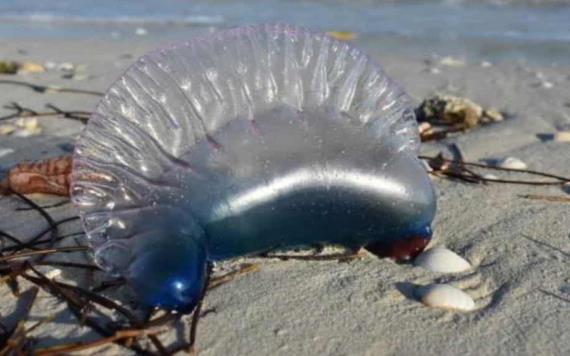 Alertan por peligrosa medusa en costas mexicanas, puede causar hasta la muerte