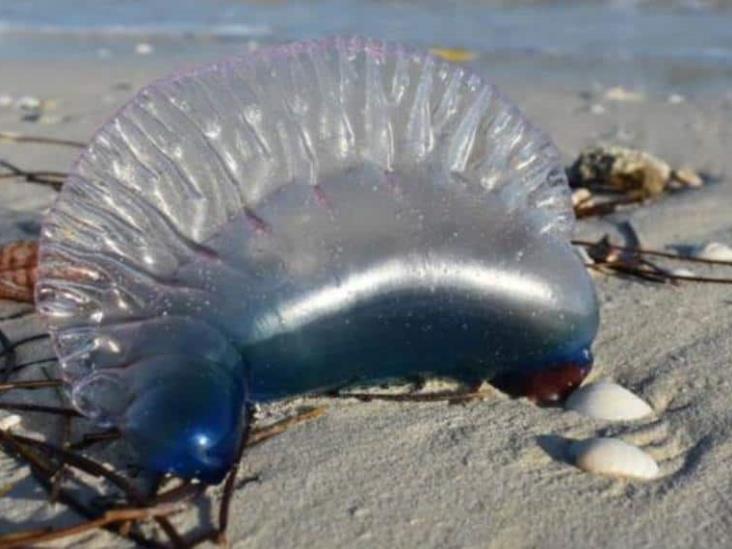 Alertan por peligrosa medusa en costas mexicanas, puede causar hasta la muerte Alertan por peligrosa medusa en costas mexicanas, puede causar hasta la muerte