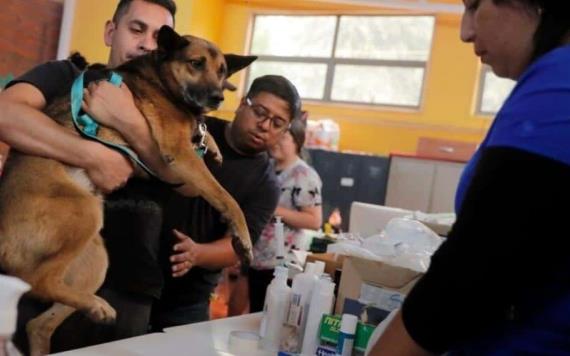 Veterinarios atienden a gatos y perros víctimas de los incendios forestales en Chile