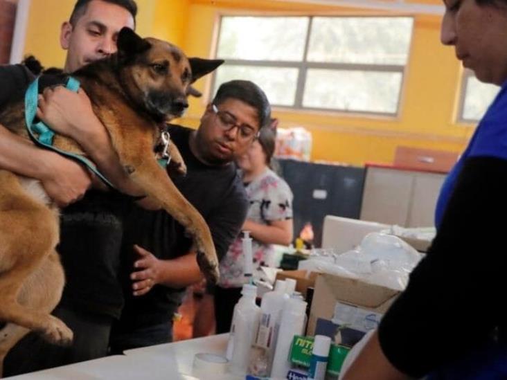 Veterinarios atienden a gatos y perros víctimas de los incendios forestales en Chile Veterinarios atienden a gatos y perros víctimas de los incendios forestales en Chile