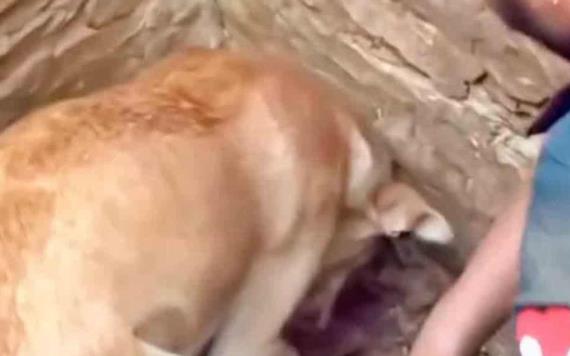 Perrita lucha por rescatar a sus cachorros de entre los escombros tras terremoto en Turquía