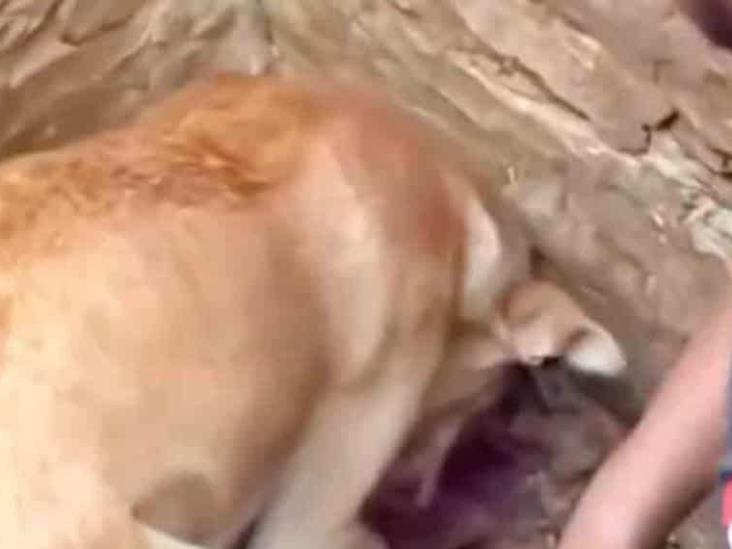 Perrita lucha por rescatar a sus cachorros de entre los escombros tras terremoto en Turquía Perrita lucha por rescatar a sus cachorros de entre los escombros tras terremoto en Turquía