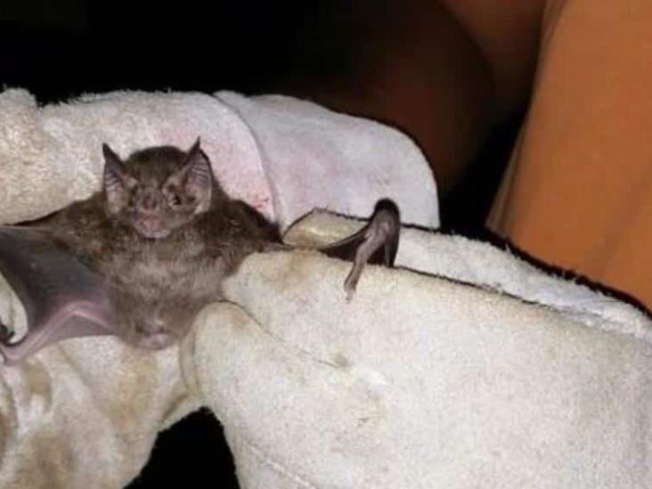 Muere ganado vacuno por rabia paralítica; murciélago hematófago ataca en Jonuta Muere ganado vacuno por rabia paralítica; murciélago hematófago ataca en Jonuta