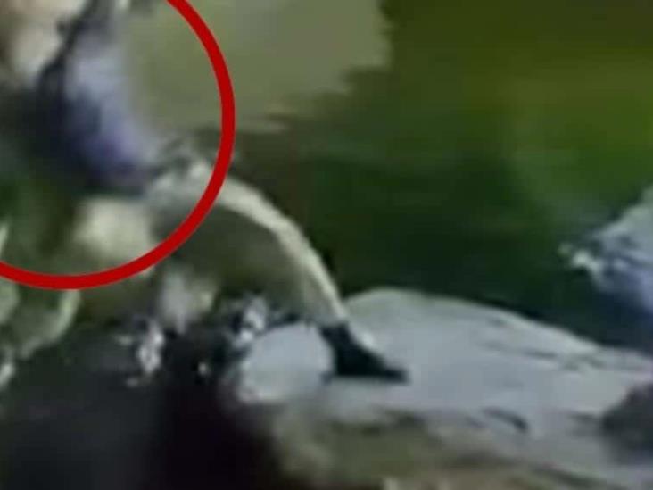 Hombre intenta acrobacia y cae en estanque de cocodrilos Hombre intenta acrobacia y cae en estanque de cocodrilos