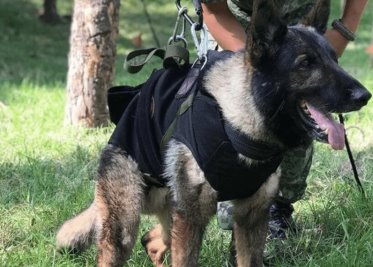 Revelan de qué murió Proteo, el perrito rescatista que viajó a Turquía