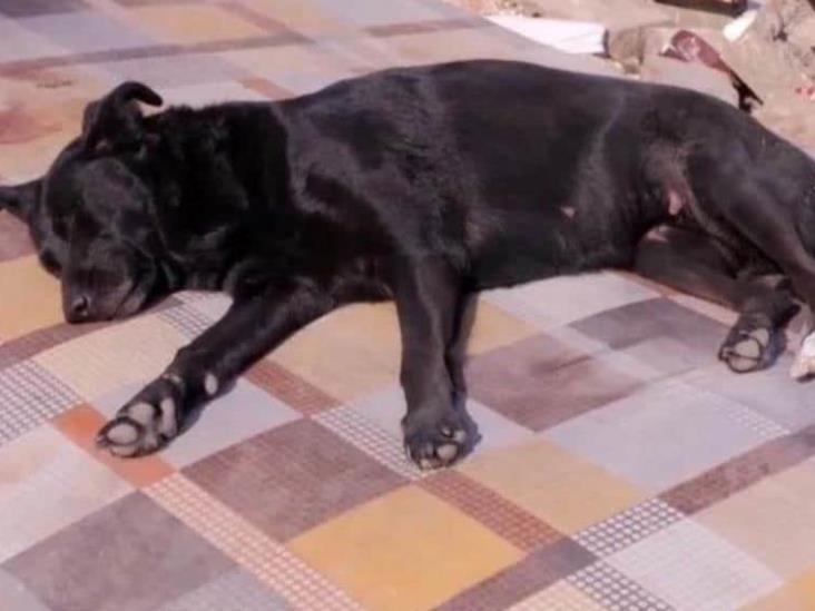 Perrita espera a su dueña que sigue atrapada bajo los escombros en Turquía Perrita espera a su dueña que sigue atrapada bajo los escombros en Turquía