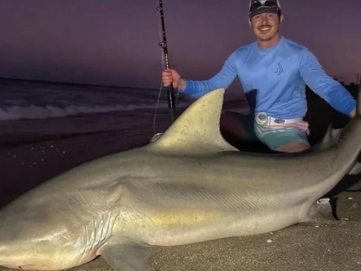 Capturan enorme tiburón toro en playa de Miami; podría ser de los más grandes de su especie Capturan enorme tiburón toro en playa de Miami; podría ser de los más grandes de su especie