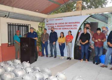 Ayuntamiento de Comalcalco entrega 140 mil crías de mojarra tilapia a productores del municipio