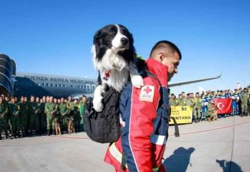 Reconocen a Balaam, 3 perros y 15 rescatistas de Cruz Roja que participaron en Turquía