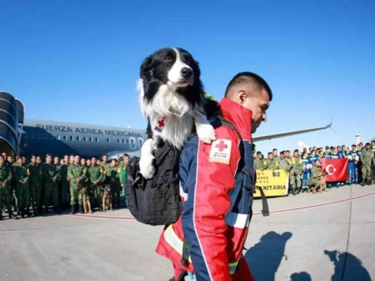 Reconocen a Balaam, 3 perros y 15 rescatistas de Cruz Roja que participaron en Turquía Reconocen a Balaam, 3 perros y 15 rescatistas de Cruz Roja que participaron en Turquía
