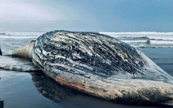 Encuentran muerta una ballena jorobada en playa de Guatemala
