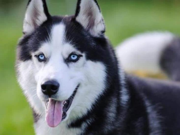 ¿Cómo saber si tu perro tiene rabia? Estos son los síntomas para poner atención ¿Cómo saber si tu perro tiene rabia? Estos son los síntomas para poner atención