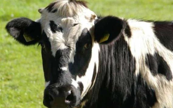 Brasil estudia posible caso de enfermedad de las vacas locas