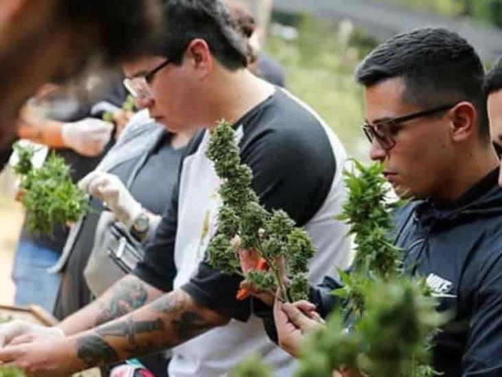 "Tour cannábico" en Paraguay ha reavivado la esperanza a pequeños productores "Tour cannábico" en Paraguay ha reavivado la esperanza a pequeños productores