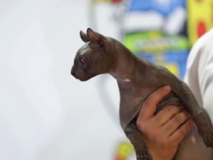 Buscan nueva familia para "Mishicles", el gato encontrado en prisión de Ciudad Juárez Buscan nueva familia para "Mishicles", el gato encontrado en prisión de Ciudad Juárez
