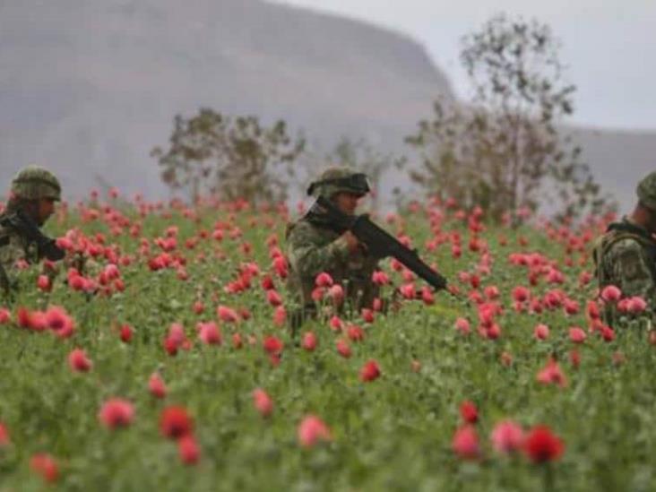 Ejército y GN aseguran mega plantío de amapola; el más grande en lo que va del año Ejército y GN aseguran mega plantío de amapola; el más grande en lo que va del año