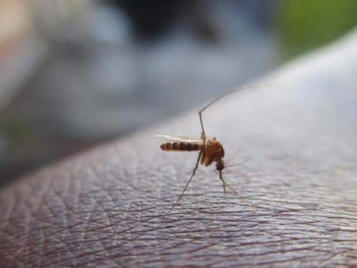 Perú declara emergencia sanitaria por expansión del dengue Perú declara emergencia sanitaria por expansión del dengue