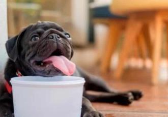 ¿Sabes cuándo es necesario darle suero a tus perritos? ¡Cuidado con la deshidratación!