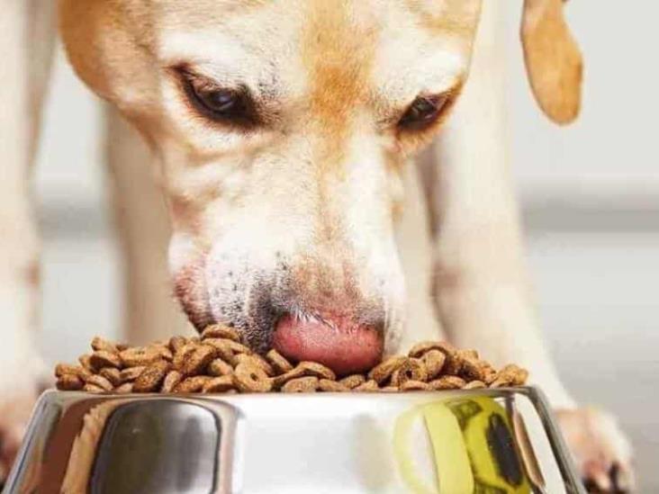 Estas son las peores marcas de croquetas para tu perrito Estas son las peores marcas de croquetas para tu perrito