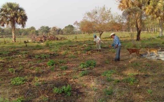 Sequía azotará al campo, afectará al ganado en Jonuta