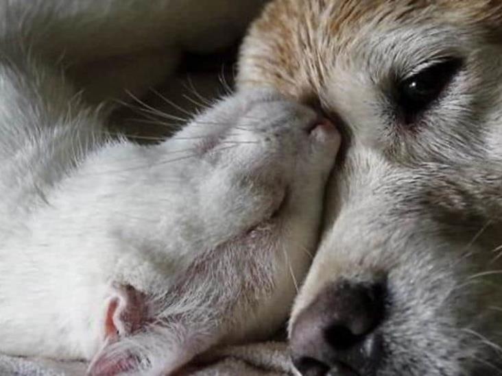 Estos son los cuidados que debes tener con tu mascota si está en una edad avanzada Estos son los cuidados que debes tener con tu mascota si está en una edad avanzada