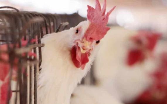 Influenza aviar llega a México: detectan brote en granjas de Aguascalientes