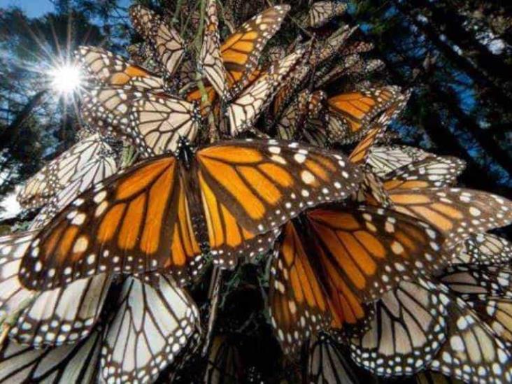 Por cambio climático la mariposa monarca adelanta su regreso a Estados Unidos Por cambio climático la mariposa monarca adelanta su regreso a Estados Unidos
