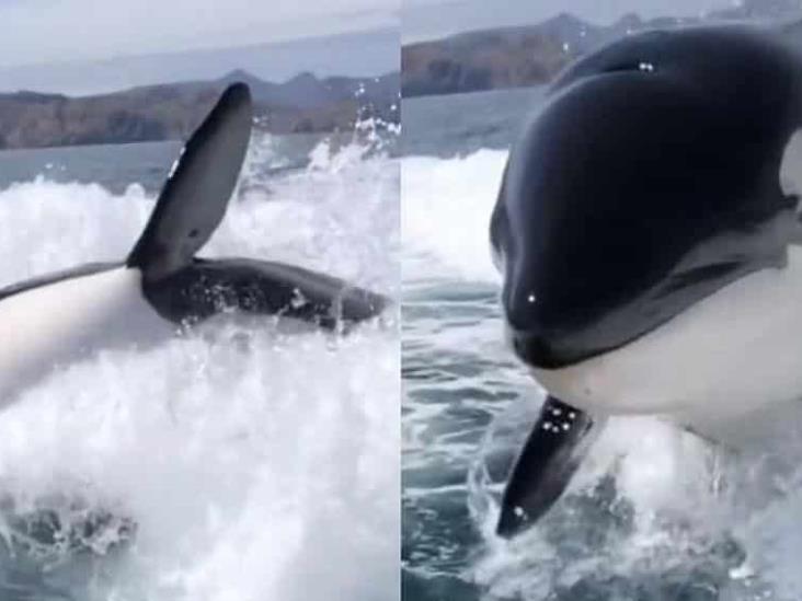 Dúo de orcas asesina a 20 tiburones en Sudáfrica Dúo de orcas asesina a 20 tiburones en Sudáfrica