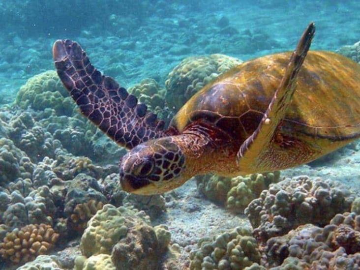 ONU logra acuerdo mundial para proteger biodiversidad marina ONU logra acuerdo mundial para proteger biodiversidad marina