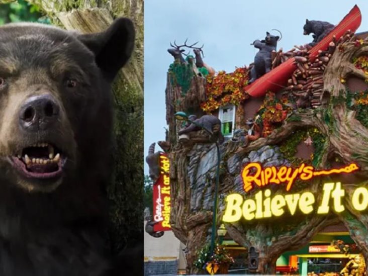 Museo de Ripley busca obtener el oso intoxicado ORIGINAL para exhibirlo Museo de Ripley busca obtener el oso intoxicado ORIGINAL para exhibirlo
