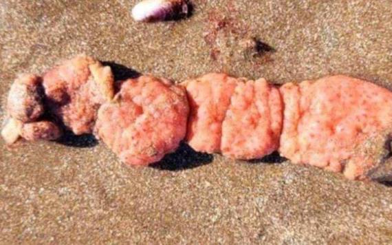 Extrañas criaturas aparecen en las costas de Argentina