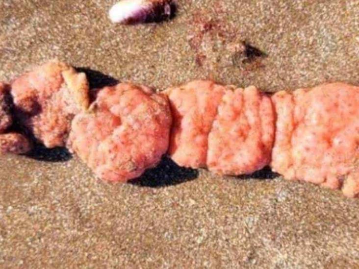 Extrañas criaturas aparecen en las costas de Argentina Extrañas criaturas aparecen en las costas de Argentina