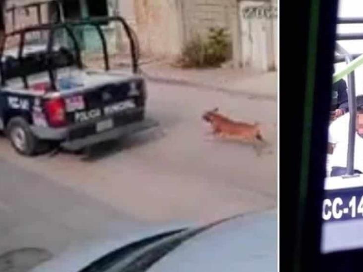 Policías de Chiapas maltratan a perrito; taxista los graba y es detenido Policías de Chiapas maltratan a perrito; taxista los graba y es detenido