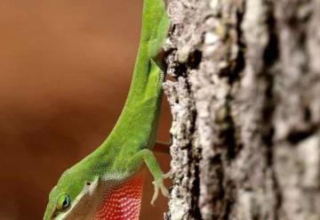 Descubren nueva especie de lagarto en Perú