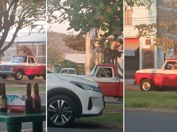 Pasean a tigre de bengala arriba de una camioneta en Parácuaro, Michoacán Pasean a tigre de bengala arriba de una camioneta en Parácuaro, Michoacán