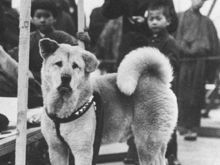 Hachiko: la historia del perrito que esperó a su dueño por años afuera de una estación de tren Hachiko: la historia del perrito que esperó a su dueño por años afuera de una estación de tren