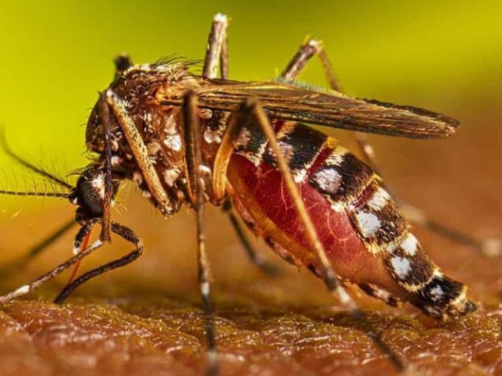 Brote de dengue deja 26 muertos y más de 20 mil contagios en Perú Brote de dengue deja 26 muertos y más de 20 mil contagios en Perú