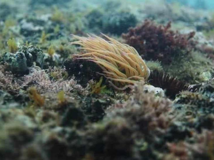 En Canadá frenan explotación de los fondos marinos En Canadá frenan explotación de los fondos marinos