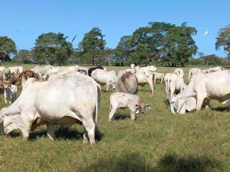 Ganaderos en alerta por rabia paralítica y tuberculosis bovina Ganaderos en alerta por rabia paralítica y tuberculosis bovina