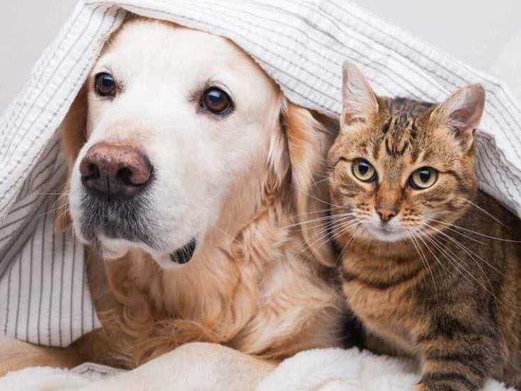 Así puedes saber si tu mascota tiene diabetes; estos son los cuidados que debes tener con ella Así puedes saber si tu mascota tiene diabetes; estos son los cuidados que debes tener con ella