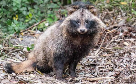 Así es el perro mapache, nuevo "sospechoso" en el origen del coronavirus en China