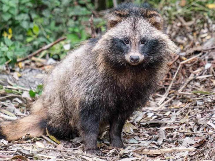Así es el perro mapache, nuevo "sospechoso" en el origen del coronavirus en China Así es el perro mapache, nuevo "sospechoso" en el origen del coronavirus en China