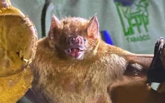 Operativo captura murciélagos hematófagos transmisor de rabia paralítica en bovinos